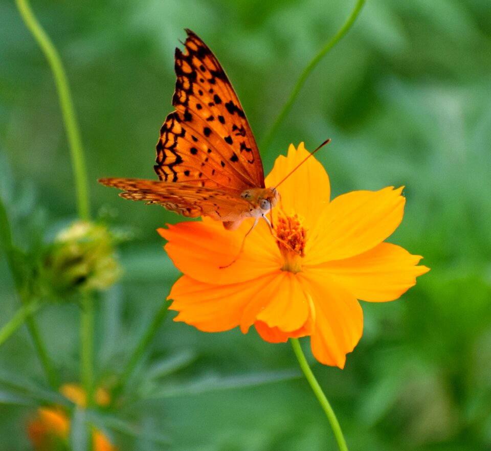Colorful natural flower