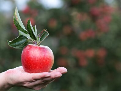 Hand apple orchard delicious