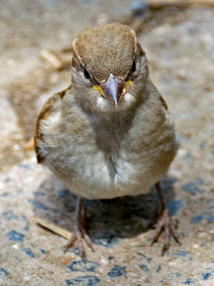 Passer domesticus bird animal