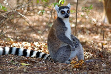Mammal fur tail