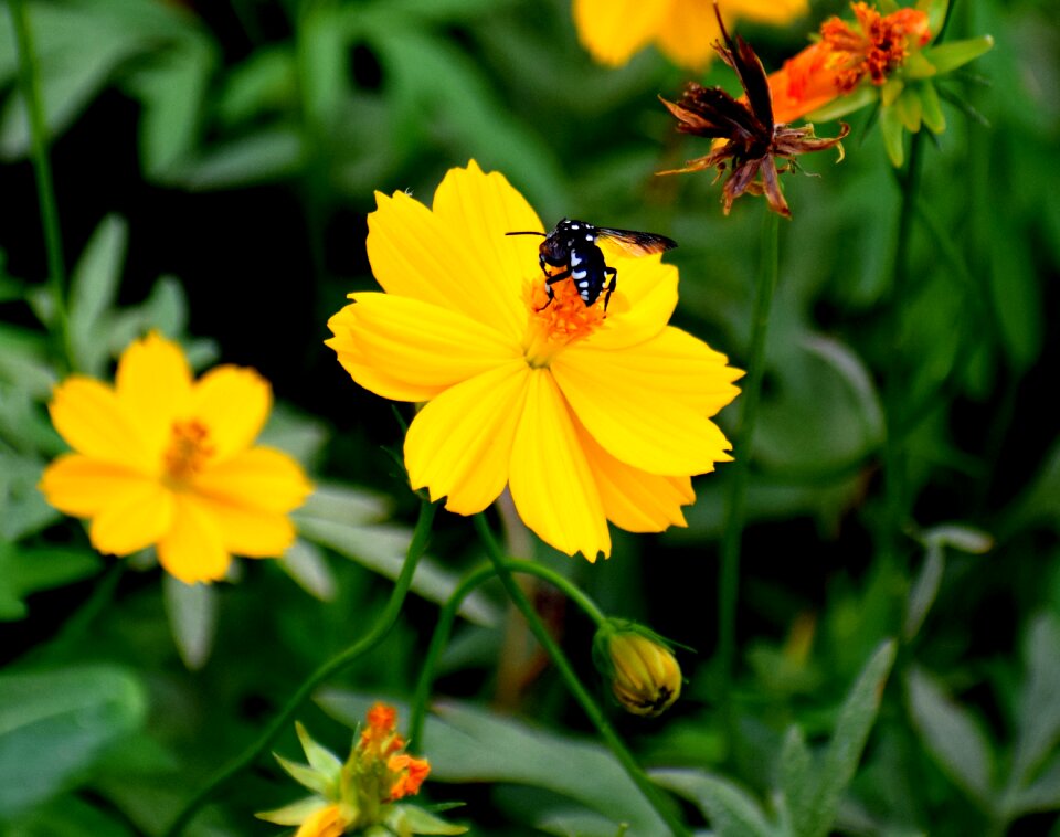Natural plant garden