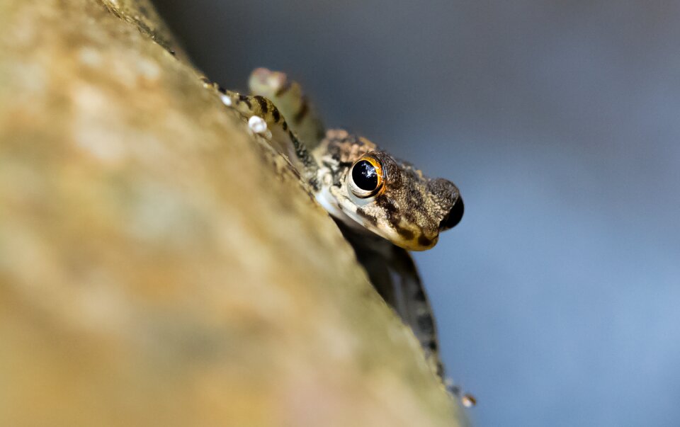 Outdoors little reptile