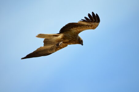 Kite bird prey photo