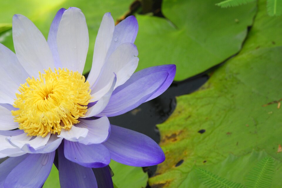 Leaf nature water lily