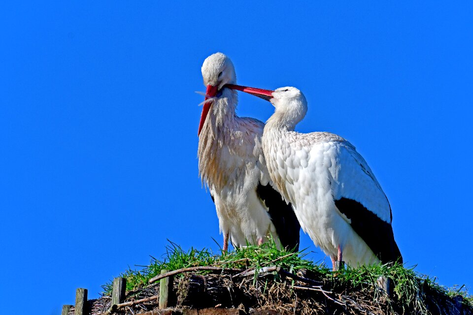 Nature animal world bird