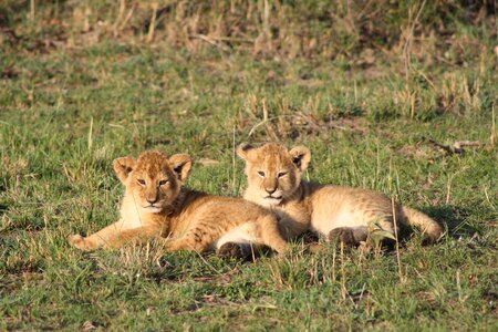 Masai mara safari lion