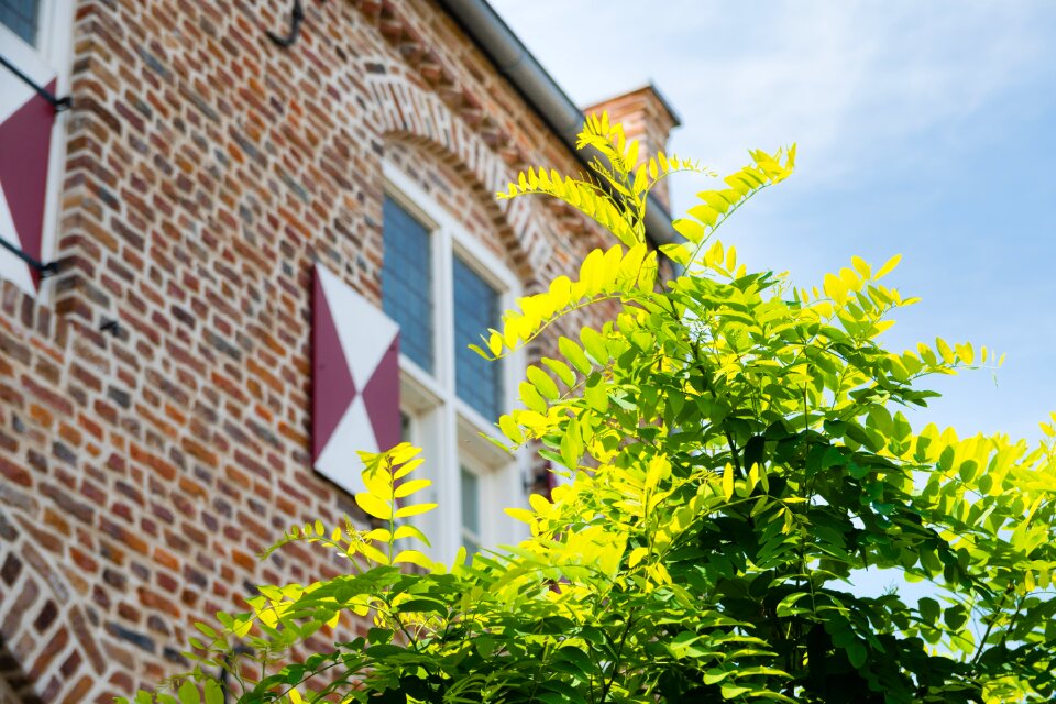 Summer sky plant