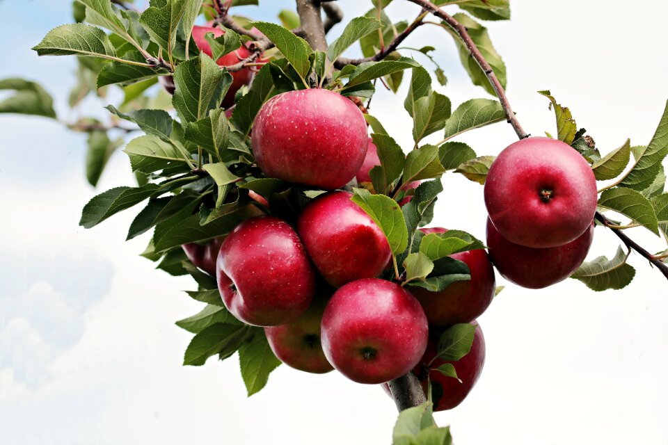 Apple orchard branch delicious
