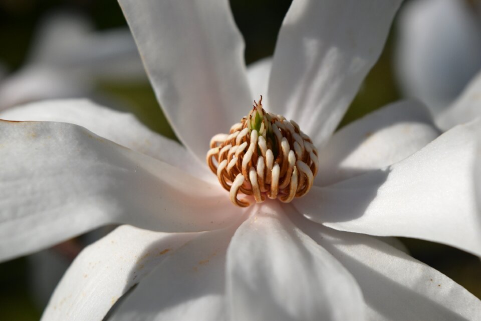Magnolia plant leaf