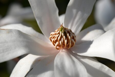 Magnolia plant leaf
