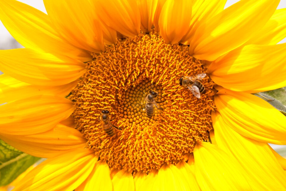 Nature orange sunflower orange bee