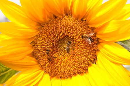 Nature orange sunflower orange bee photo