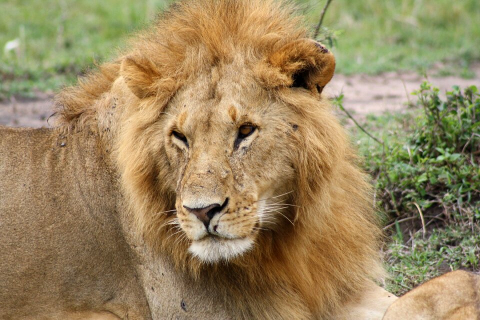 Masai mara safari brown lion photo