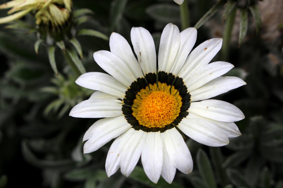 Nature blooming petals