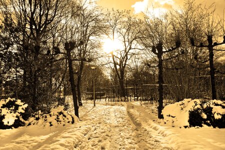 Snowy footpath park winter photo