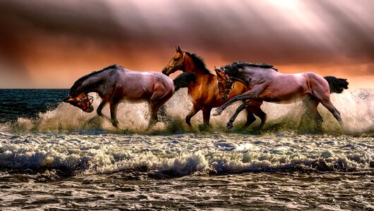 Nature cavalry sea photo
