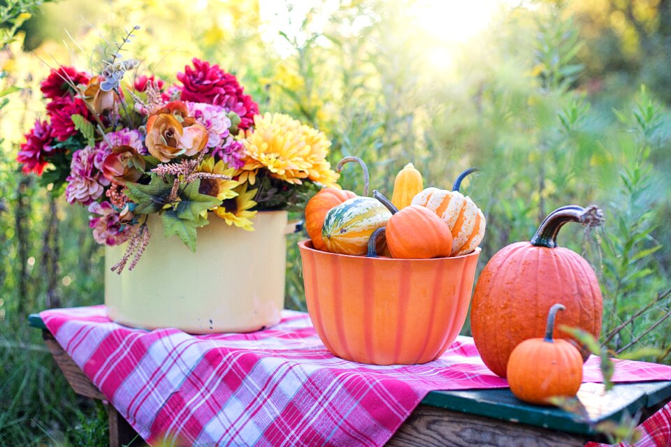 Life pumpkins gourds photo