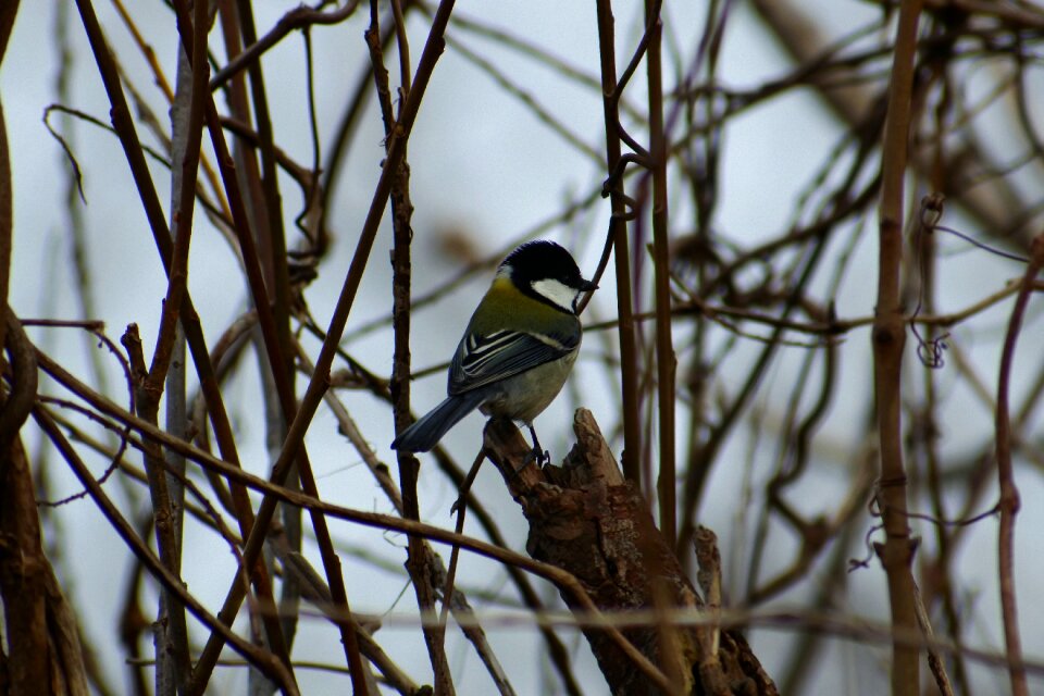 Twigs bird wild birds
