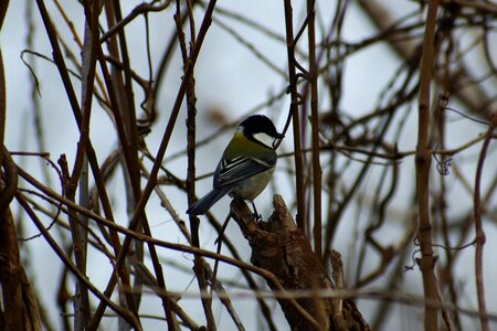 Twigs bird wild birds