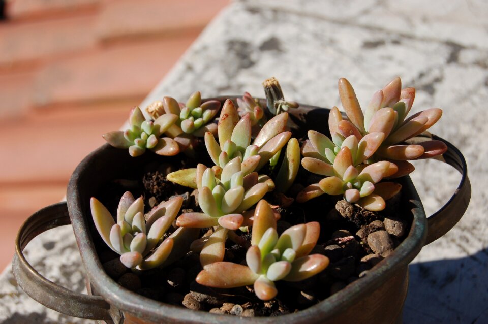 Succulent plant crassulacea Free photos