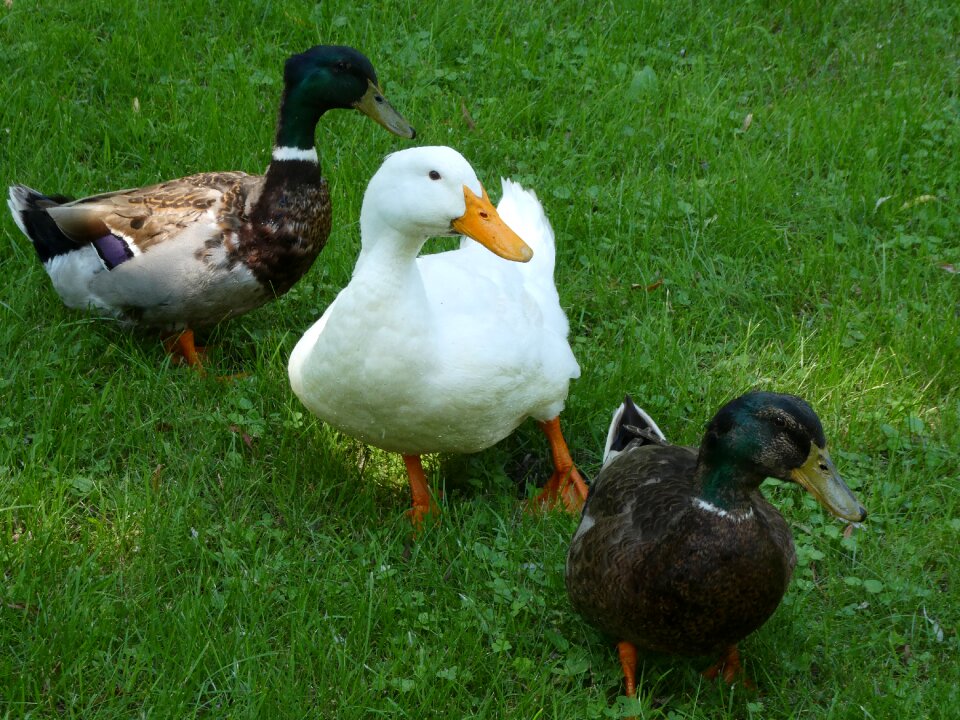 Wildlife ducks gathering