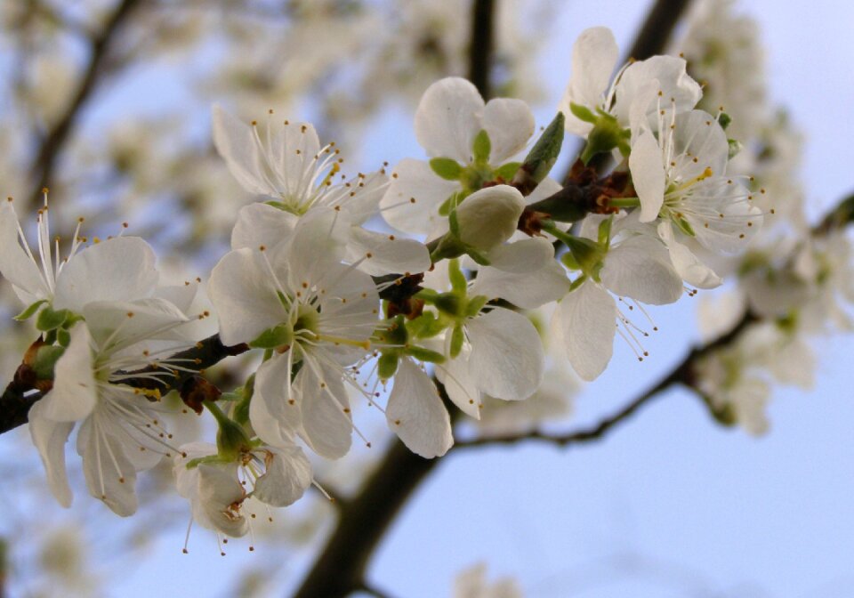 Cherry blossom white flowers cherry