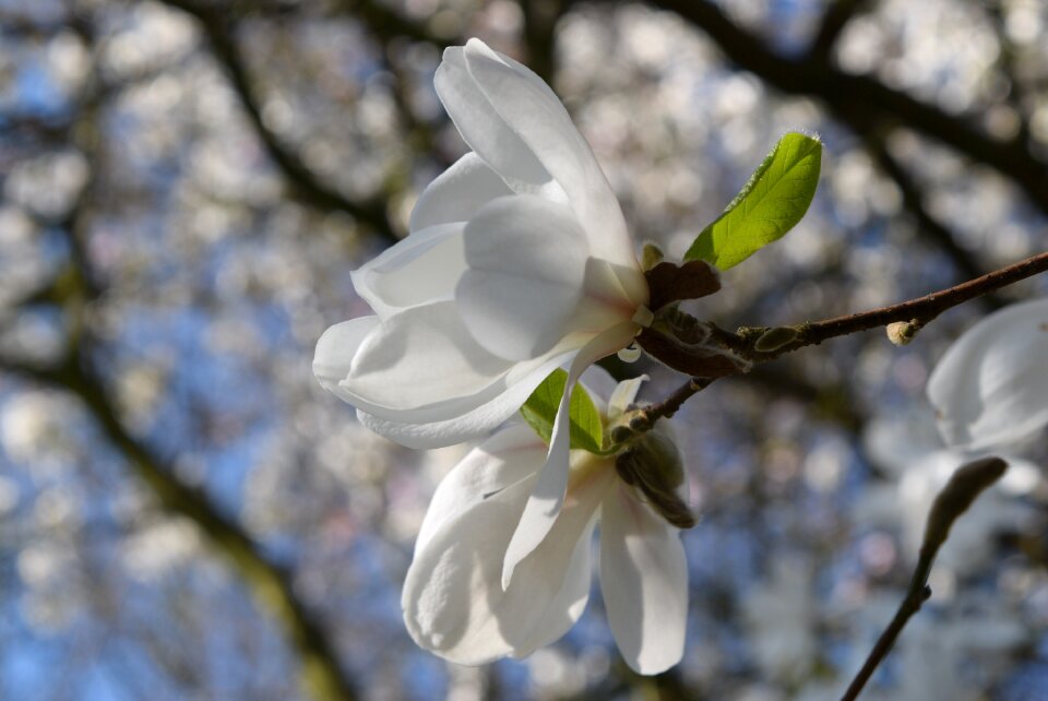Branch plant nature