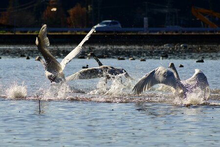 Bird wild birds waterfowl