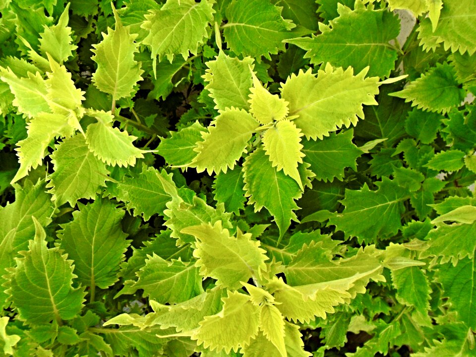 Plant foliage lush