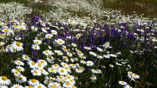 Field flowers meadow