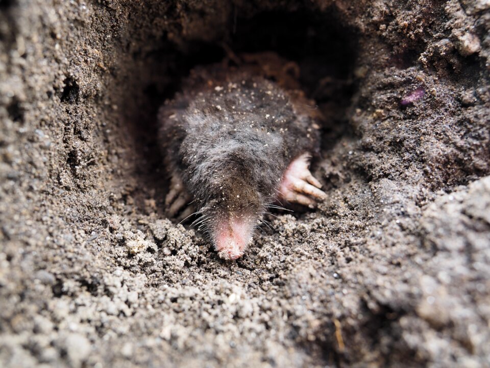 Mole garden friend grabowski
