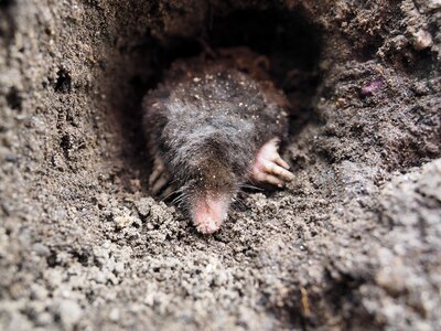 Mole garden friend grabowski photo