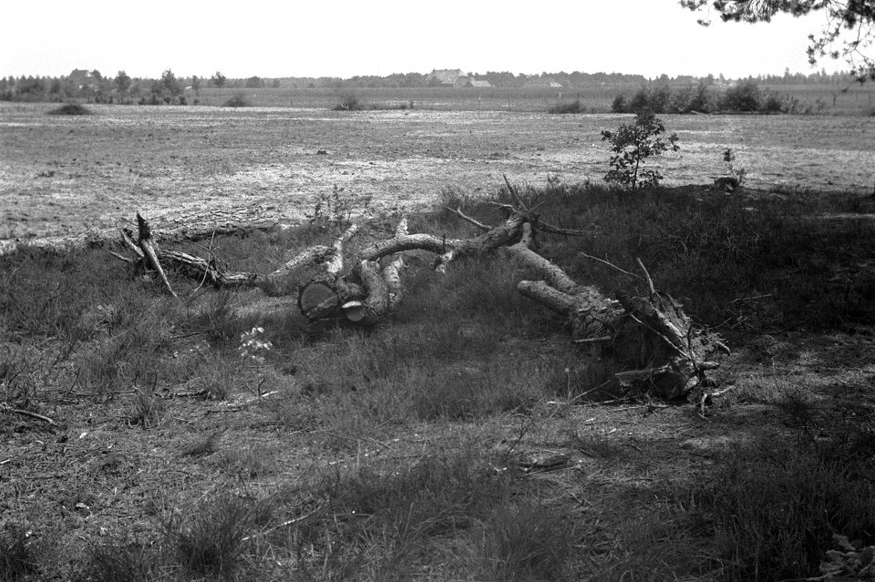 Vlaktes, boomstammen, Bestanddeelnr 170-0084