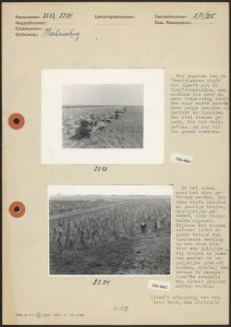 Vlasbewerking; het oogsten van vezelvlassen met de vlastrekmachine, Bestanddeelnr 256-4661