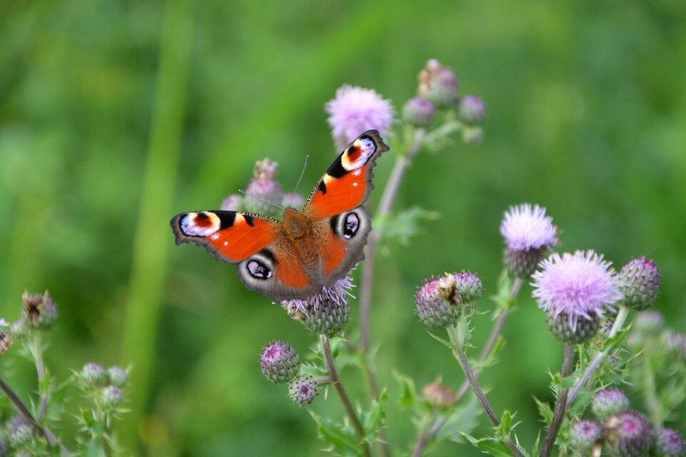 Wings garden nature