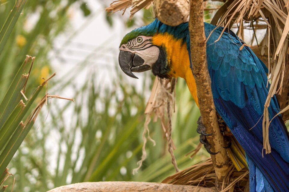Tropical feather wing