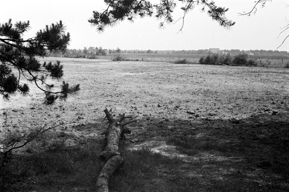 Vlaktes, boomstammen, Bestanddeelnr 170-0083
