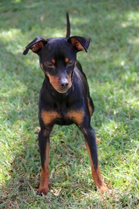 Animalia canidae pet