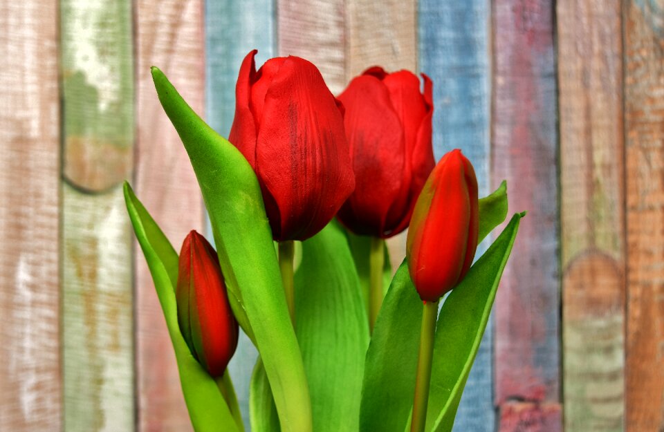 Spring red spring flowers