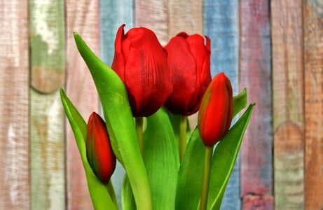 Spring red spring flowers