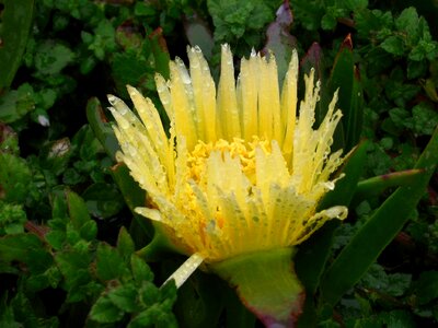 Geel tuin natuur
