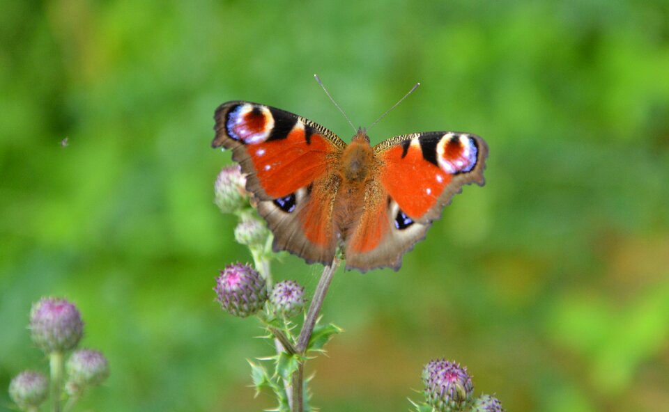 Wings garden nature