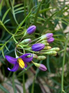 Flowers flower nature