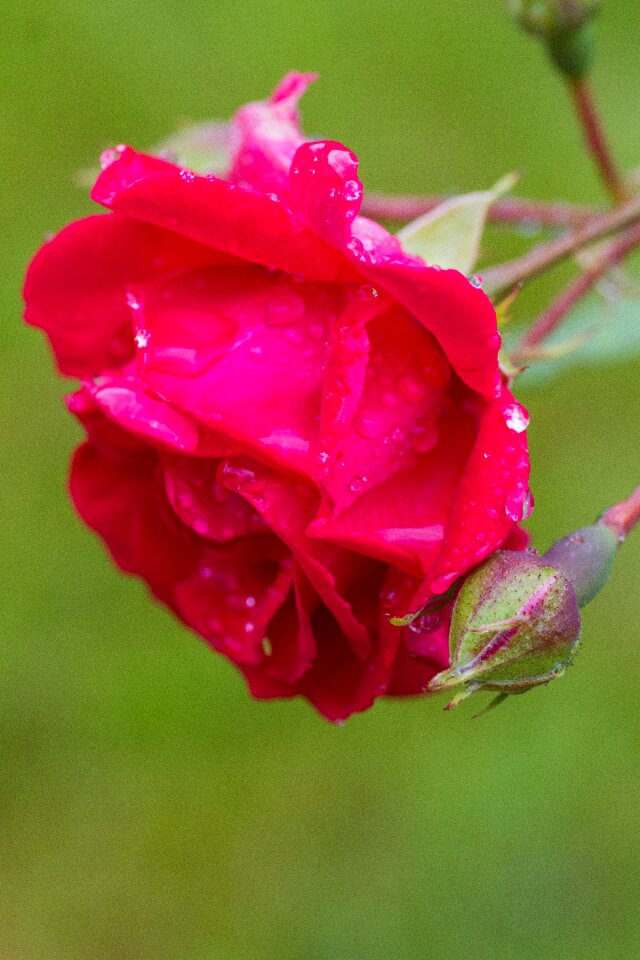 Flower red rose love