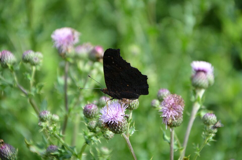 Thistle flowers nature garden