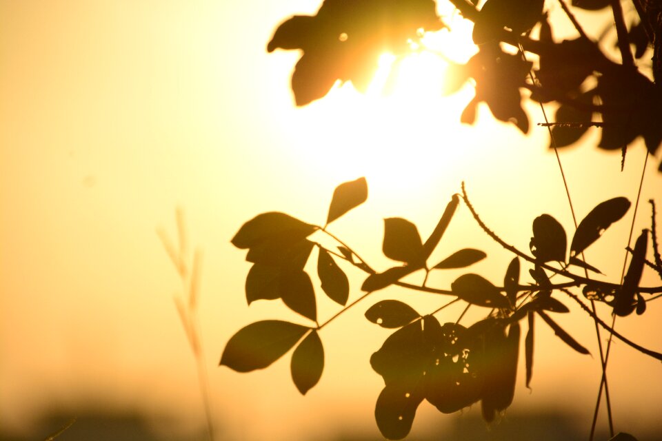 Tree plant autumn
