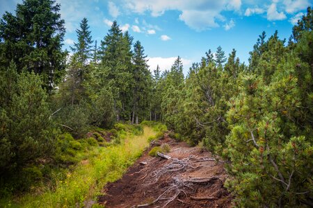 Dwarf pine pine trees