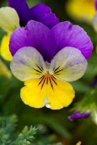 Plant wildflower violet photo