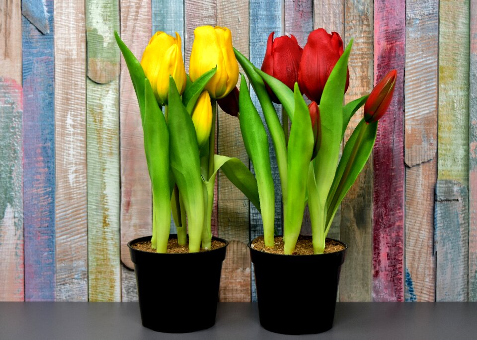 Spring red yellow