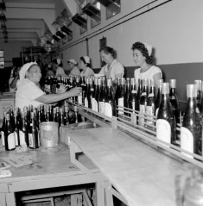 Wijnbedrijf Carmel Mizrachi Wineries te Rishon le Zion. Arbeidsters aan een lop…, Bestanddeelnr 255-4871